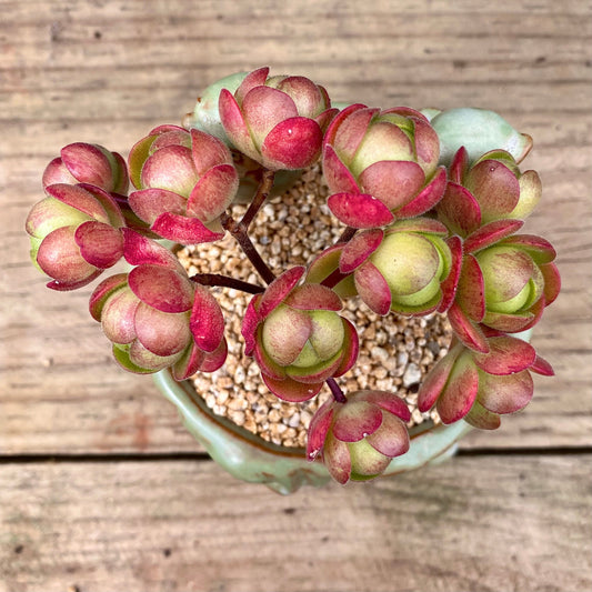 Aeonium saundersii