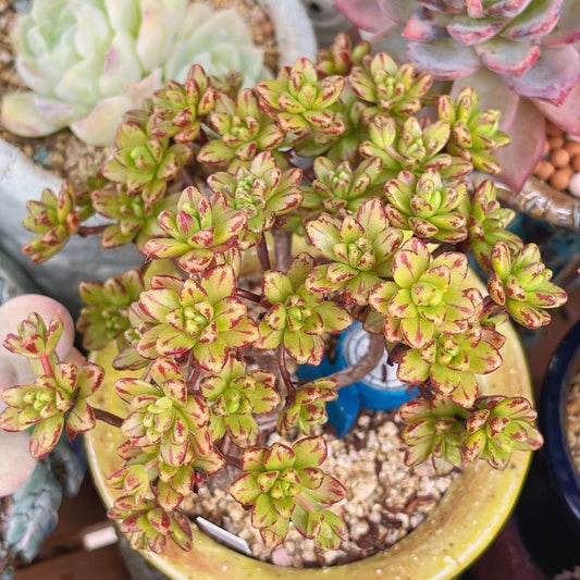Aeonium sedifolium