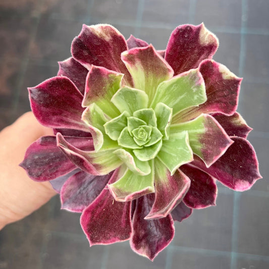 Aeonium 'Wedding Dress'