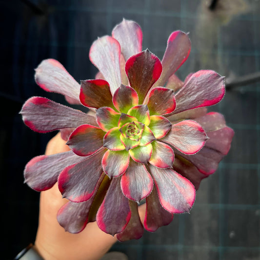 Aeonium white chocolate line