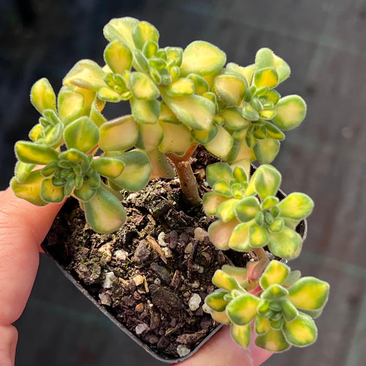 A. Irish Bouquet Variegated