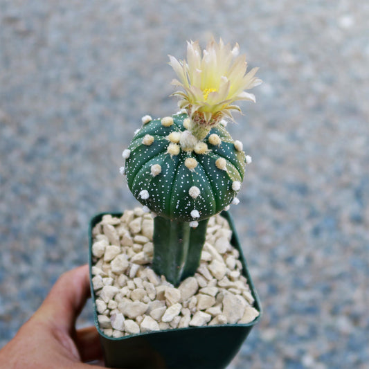 Grafted Cactus “Sand Dollar Astrophytum asterias"