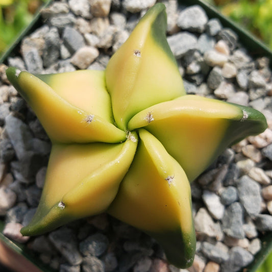 Astrophytum myriostigma nudum variegata
