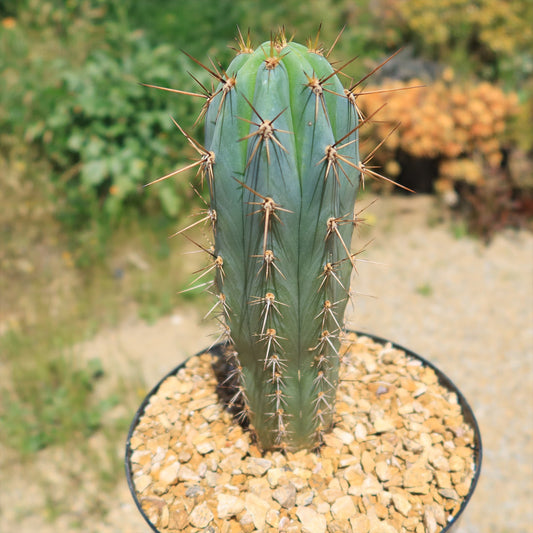 Azureocereus Browningia hertlingiana
