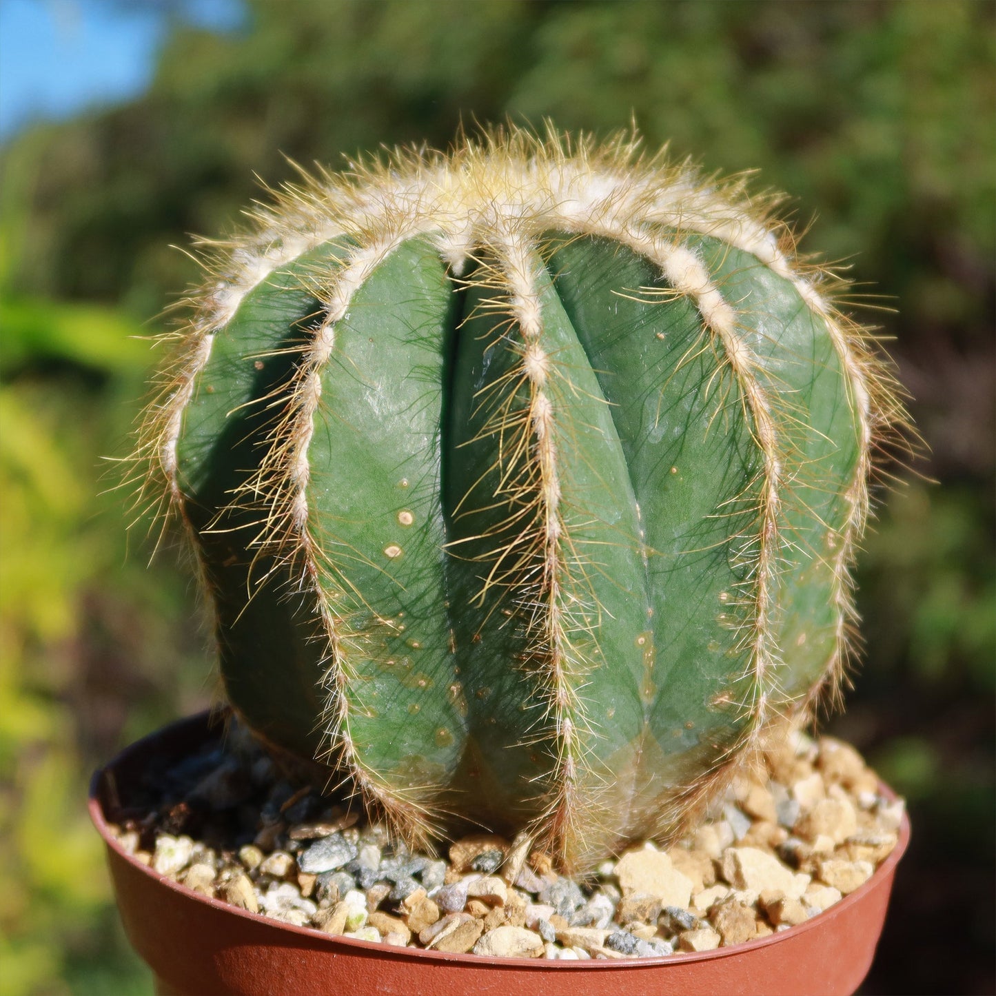 Ball Cactus 'Parodia magnifica'