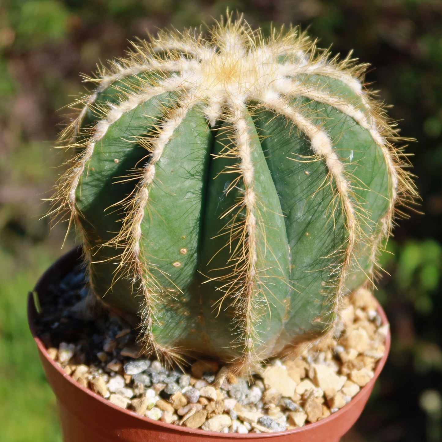 Ball Cactus 'Parodia magnifica'