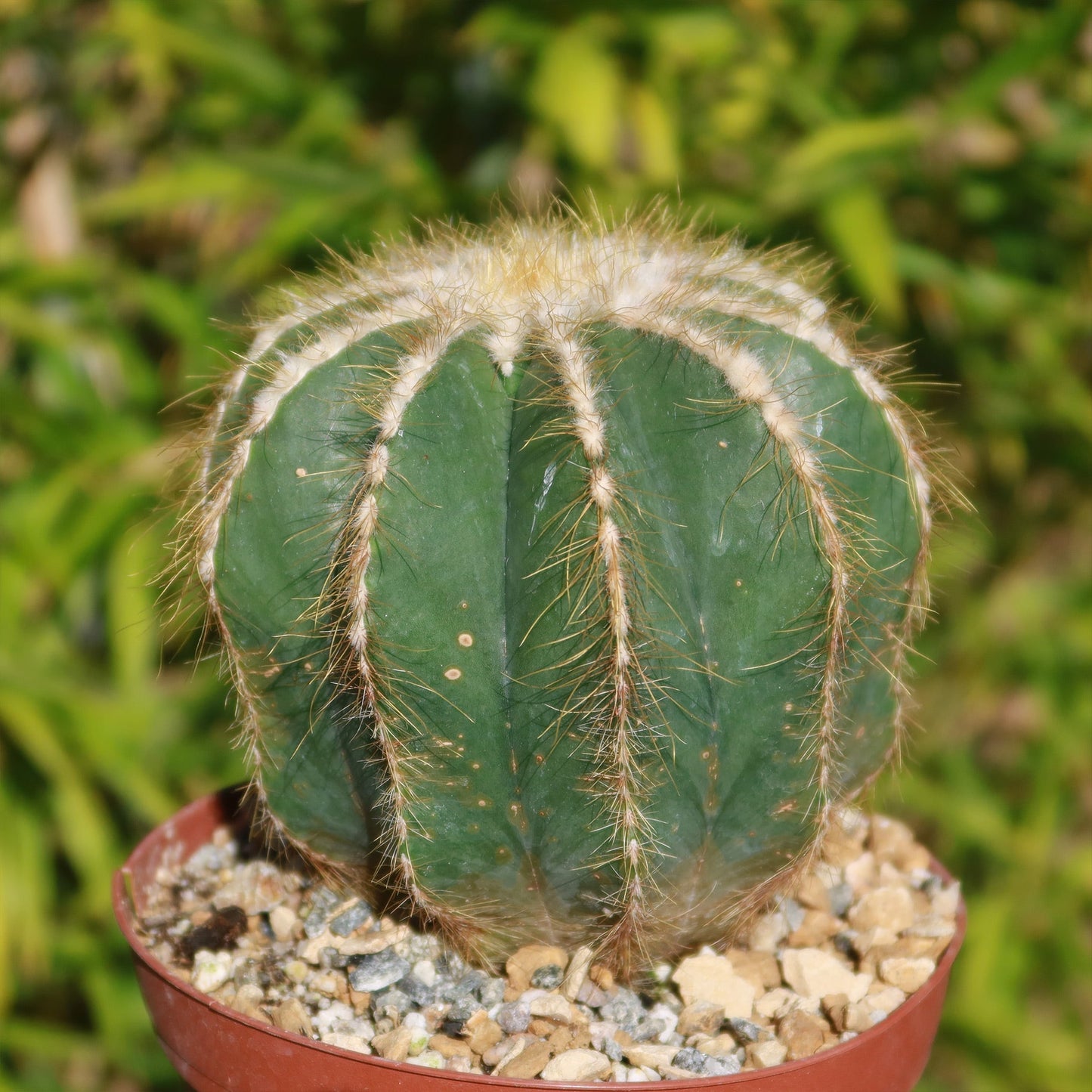 Ball Cactus 'Parodia magnifica'