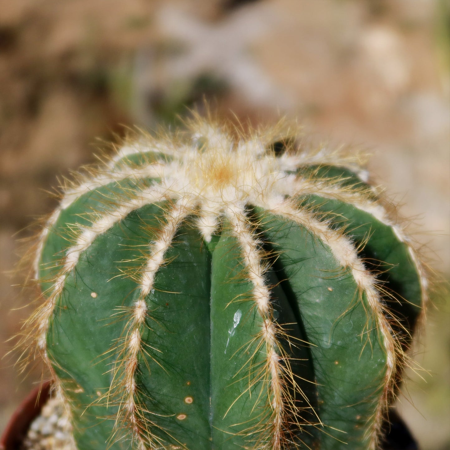 Ball Cactus 'Parodia magnifica'