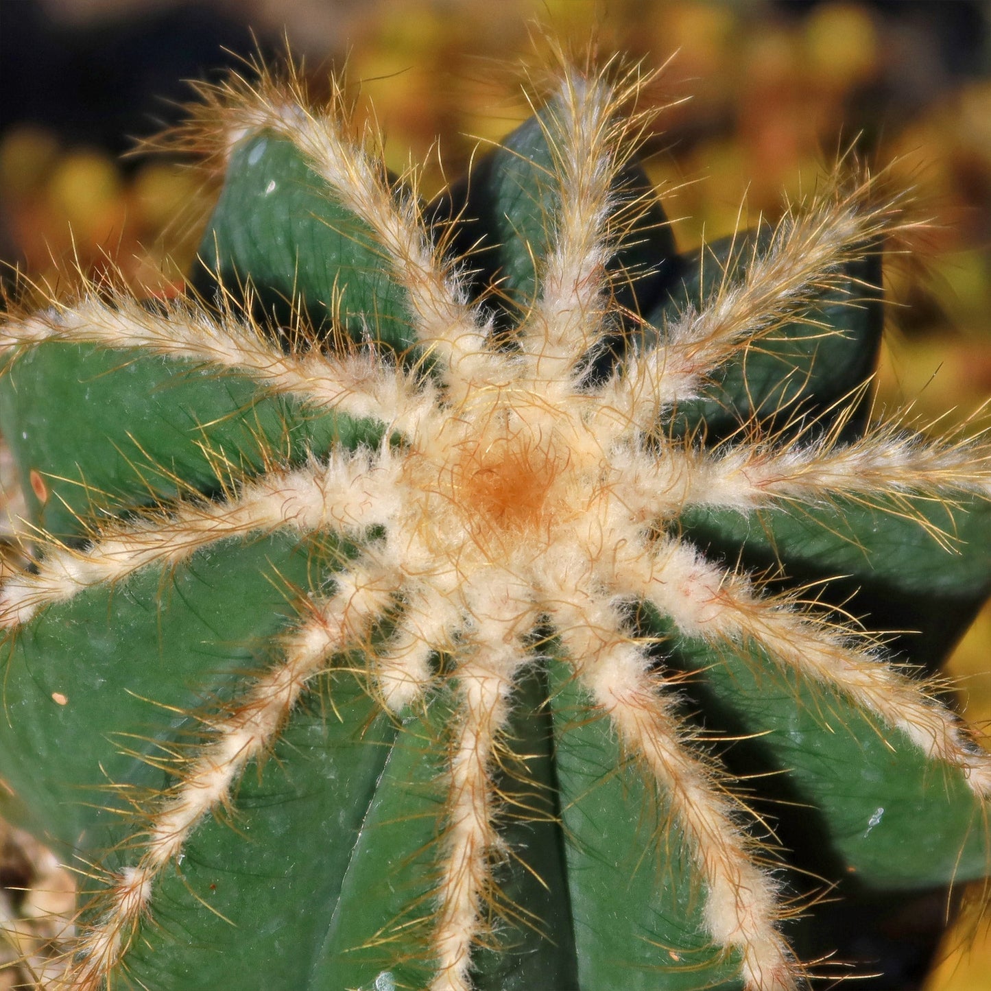 Ball Cactus 'Parodia magnifica'