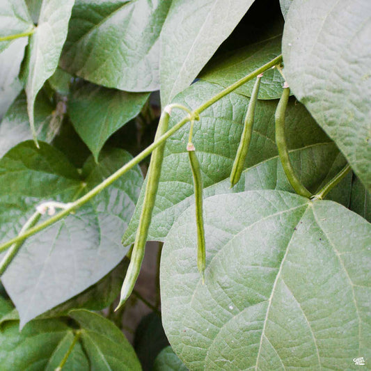 Bush Bean 'Blue Lake'