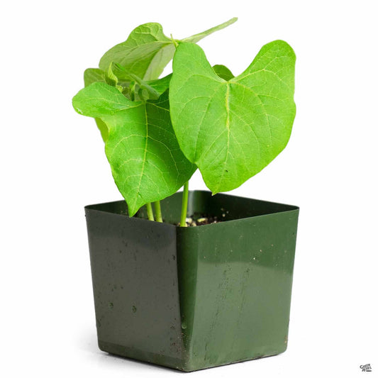 Bush Bean 'Maxibel'