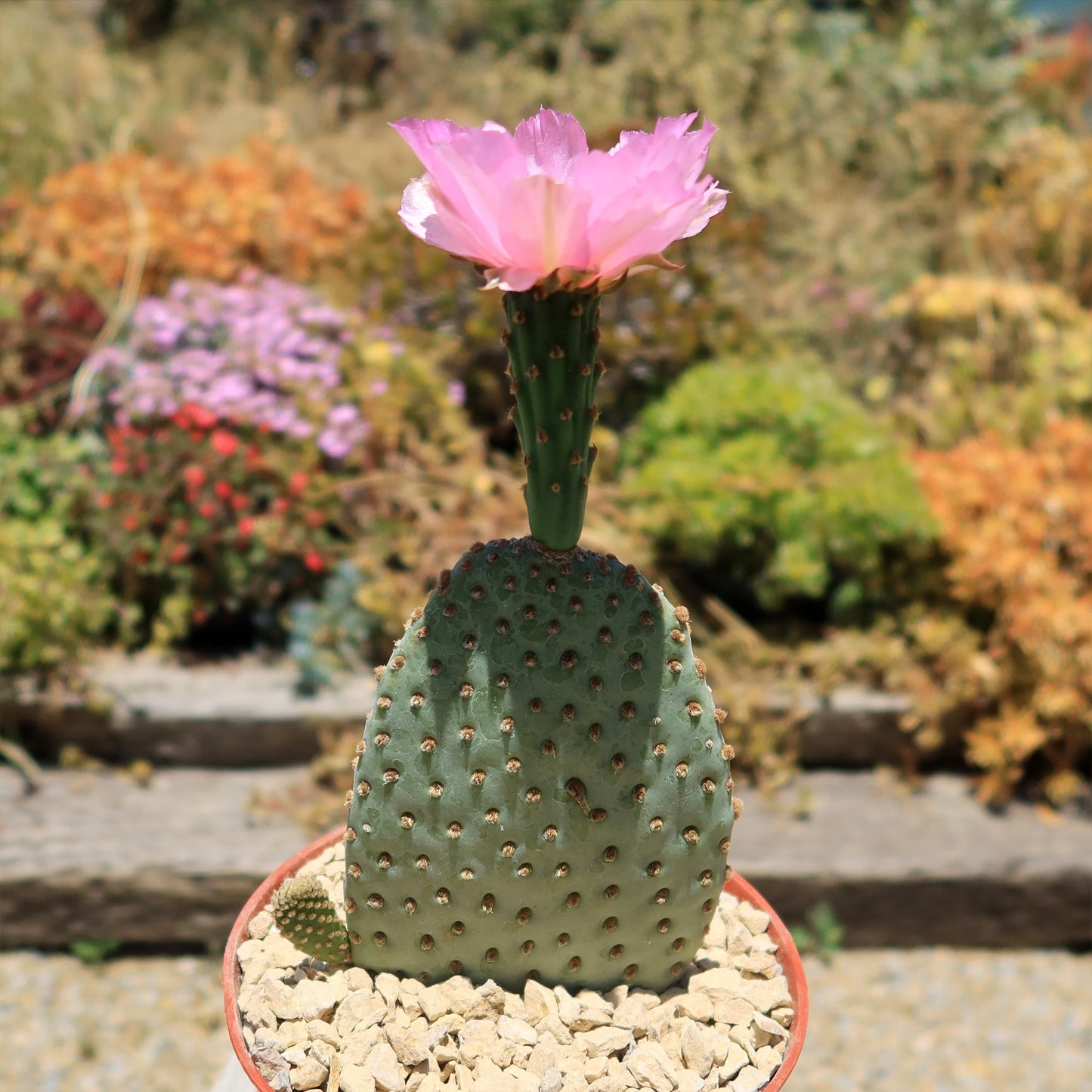 Beavertail Cactus 'Opuntia basilaris'
