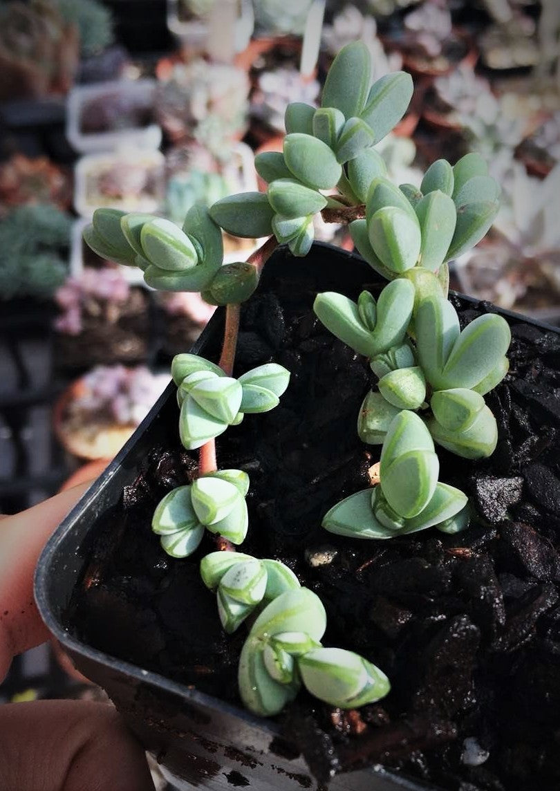Braunsia maximiliani