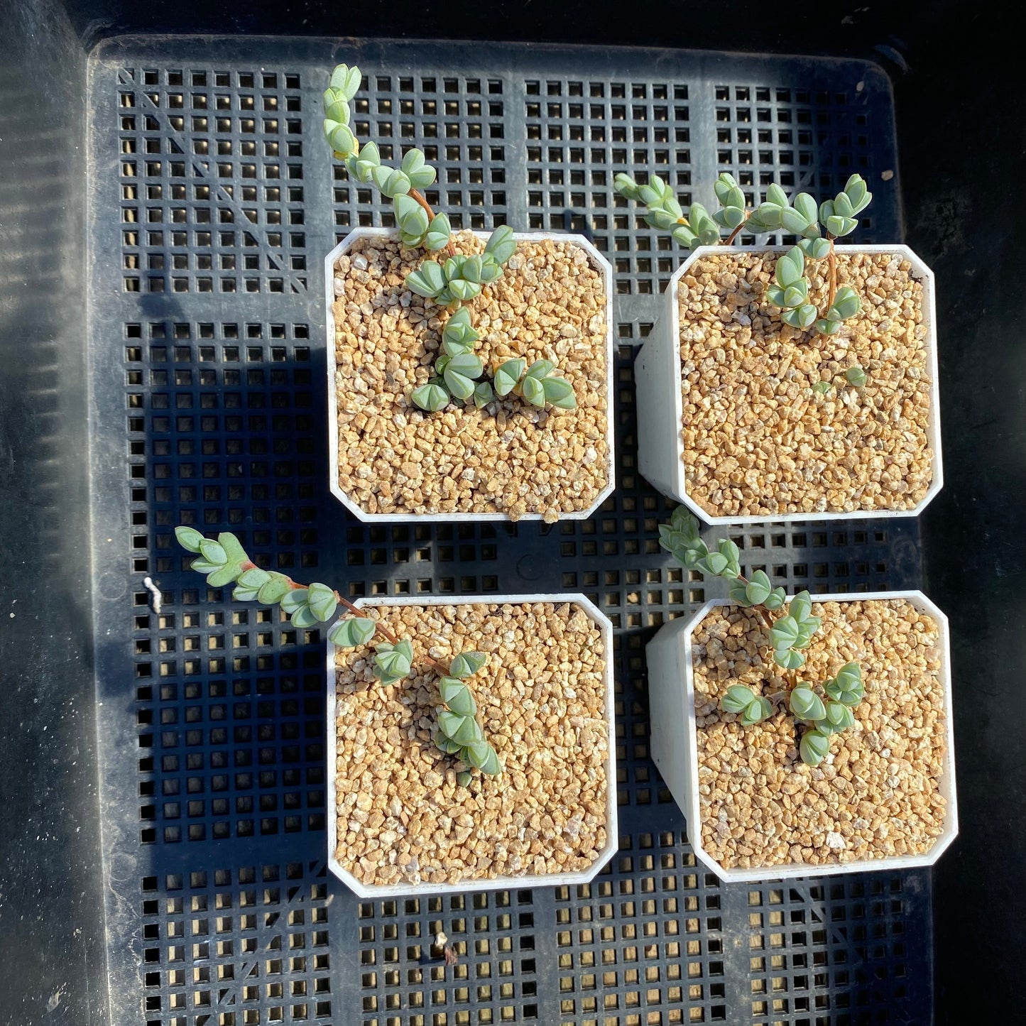 Braunsia maximiliani