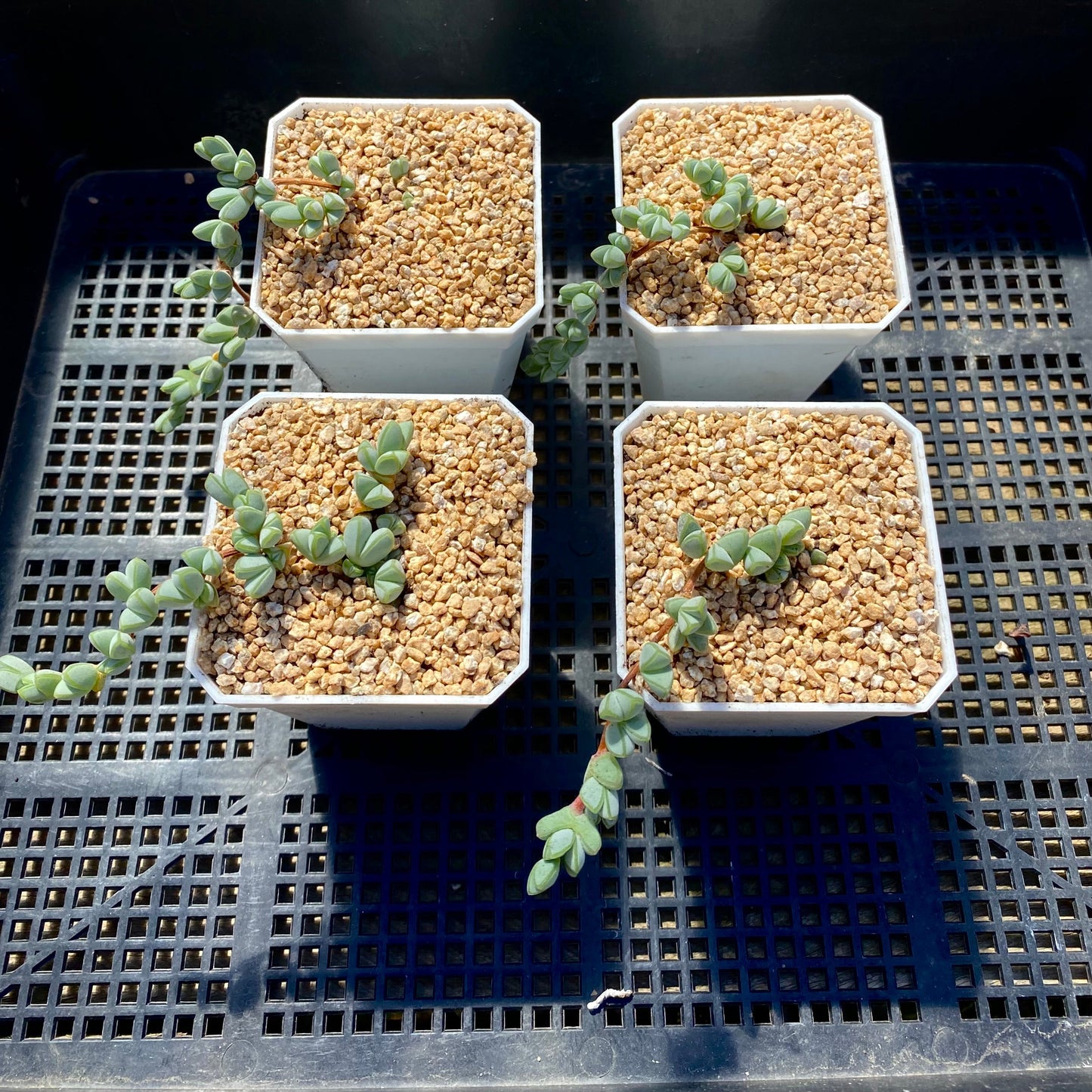 Braunsia maximiliani