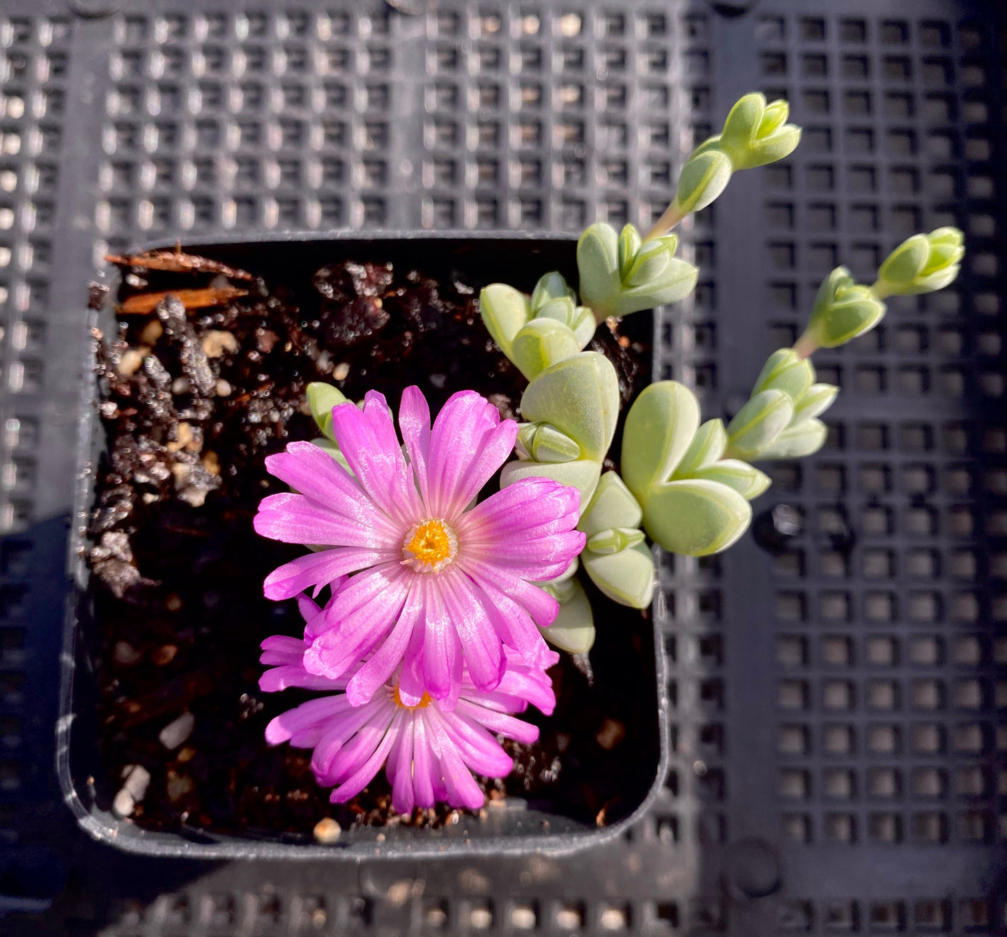 Braunsia maximiliani