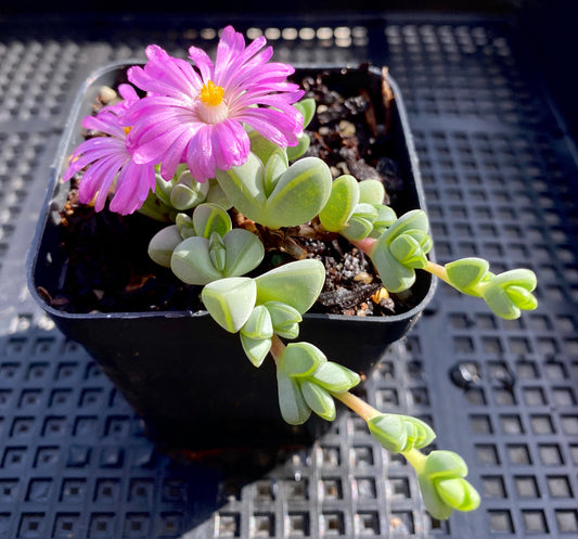 Braunsia maximiliani
