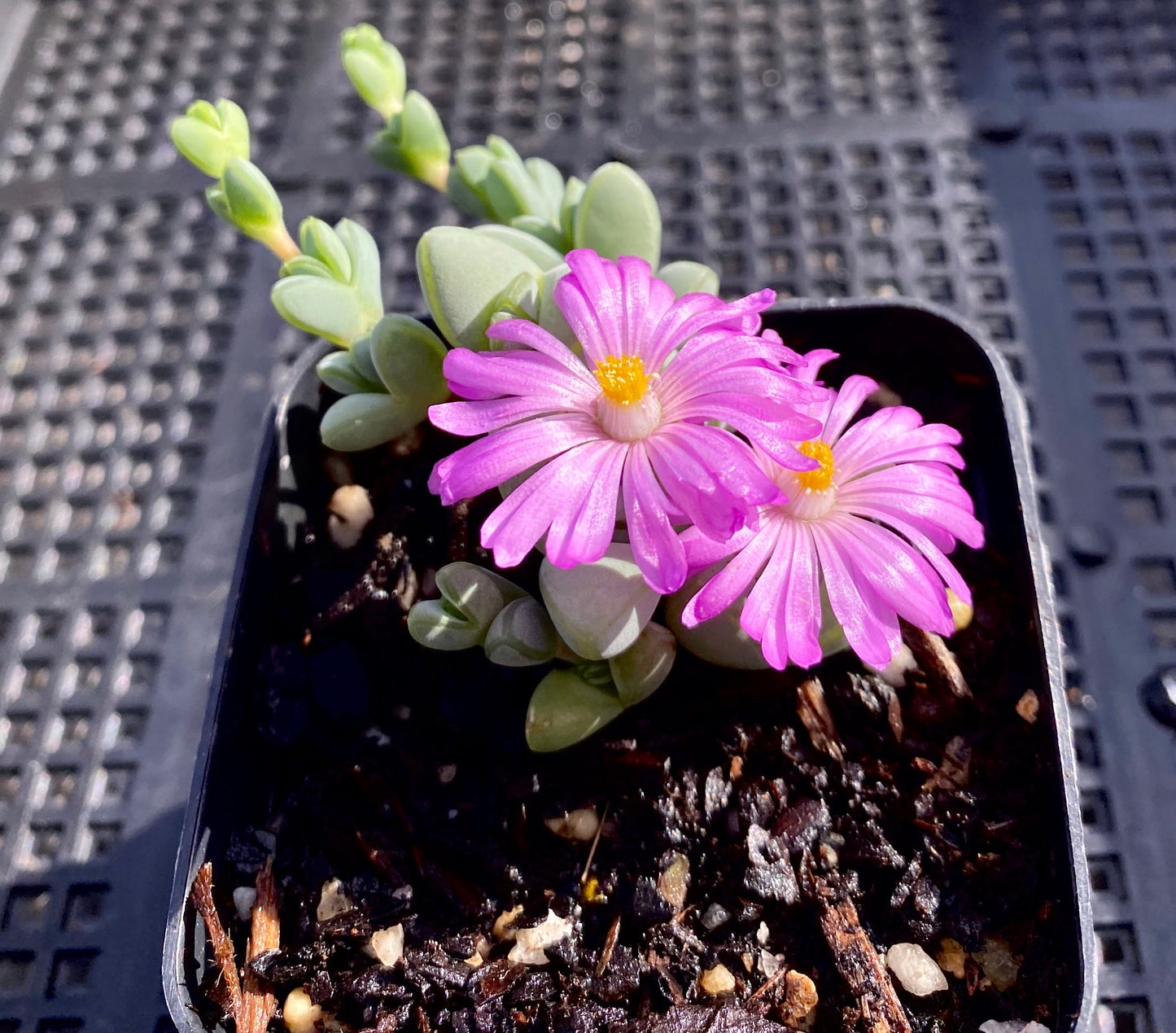 Braunsia maximiliani