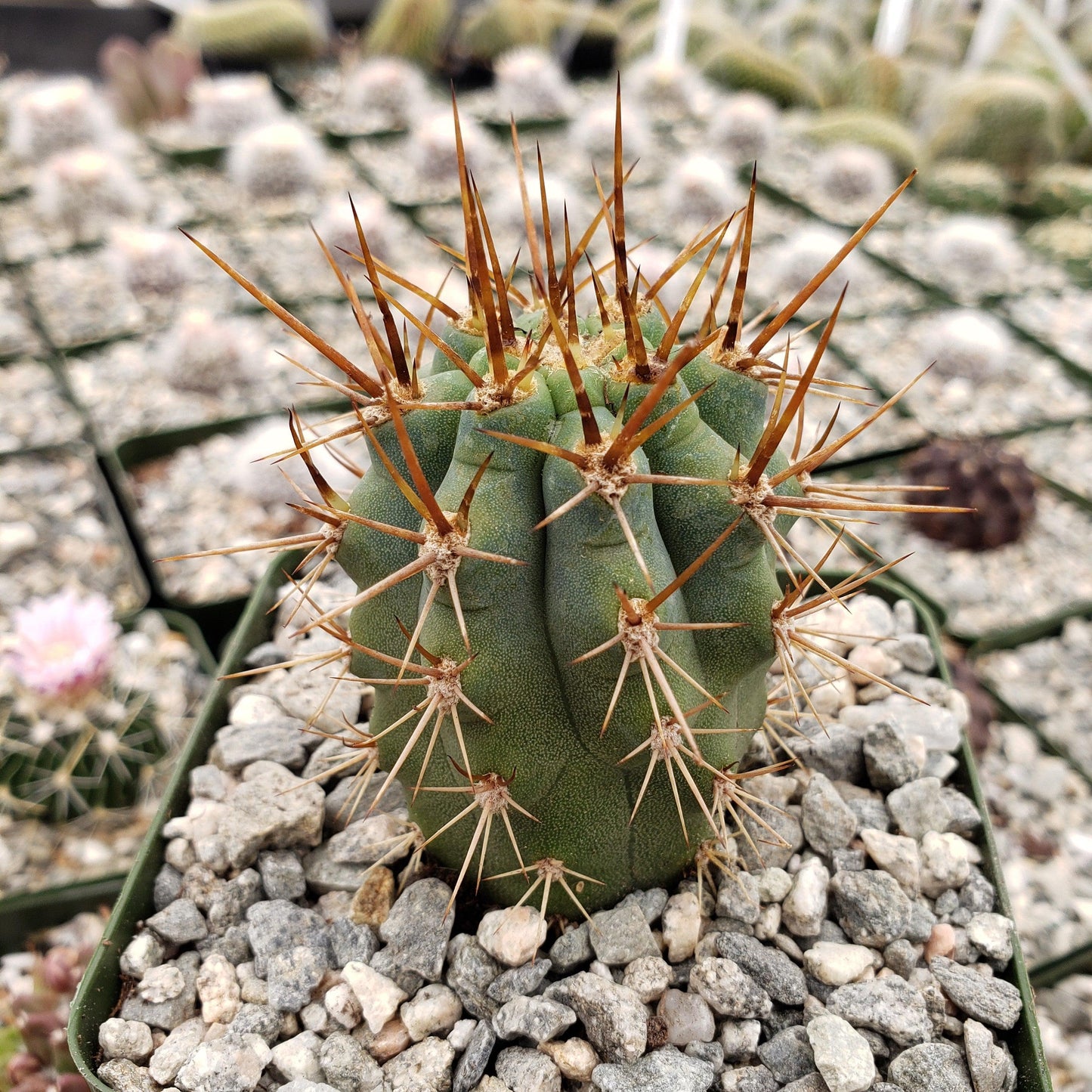 Azureocereus Browningia hertlingiana