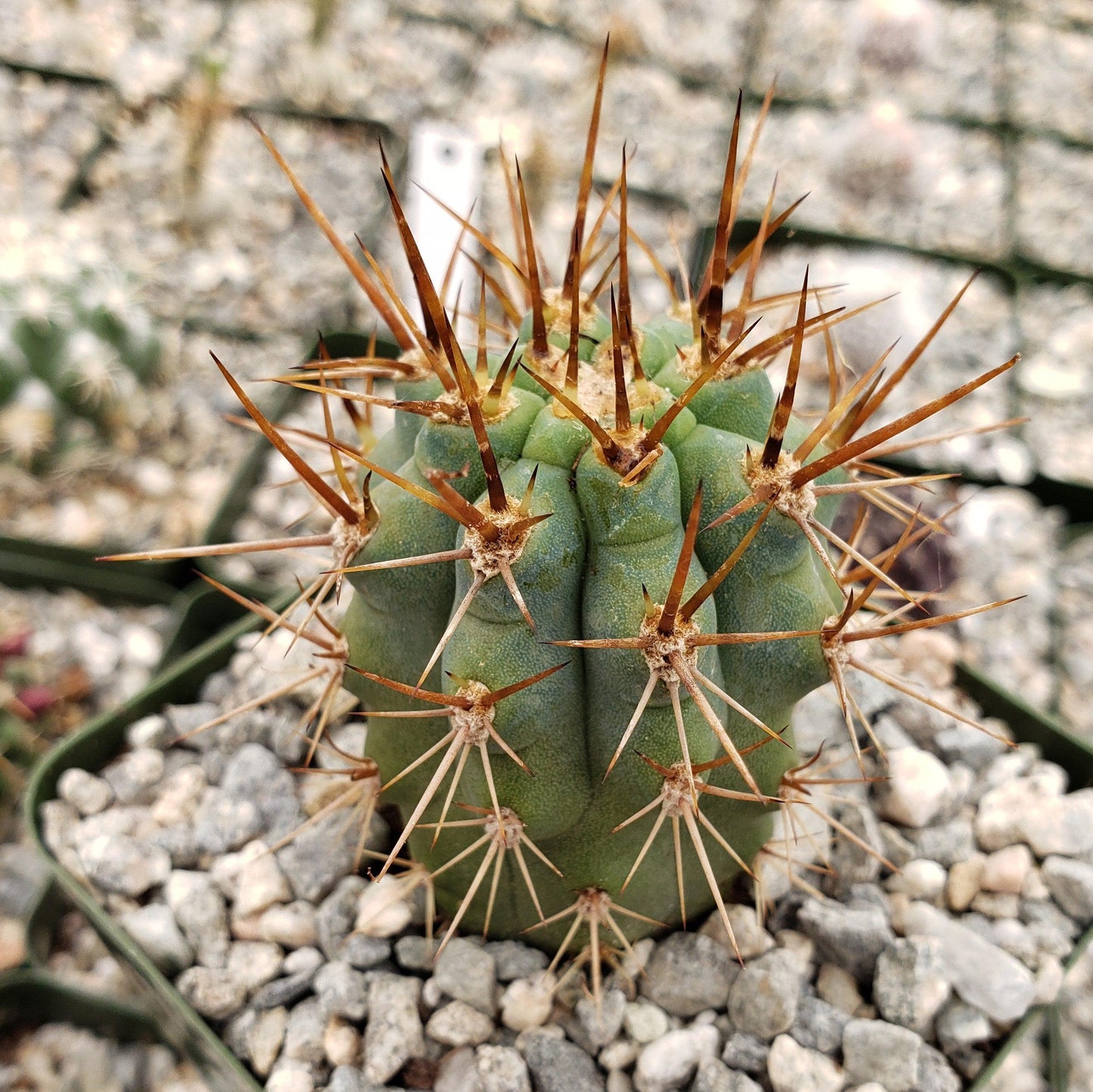 Azureocereus Browningia hertlingiana