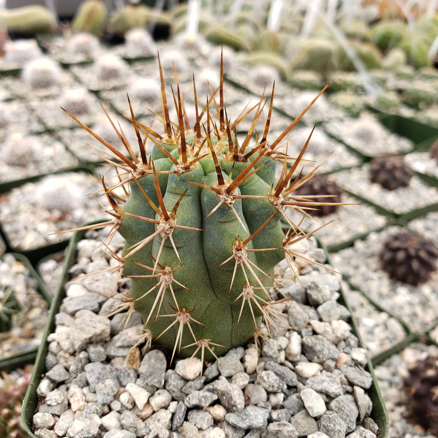 Azureocereus Browningia hertlingiana