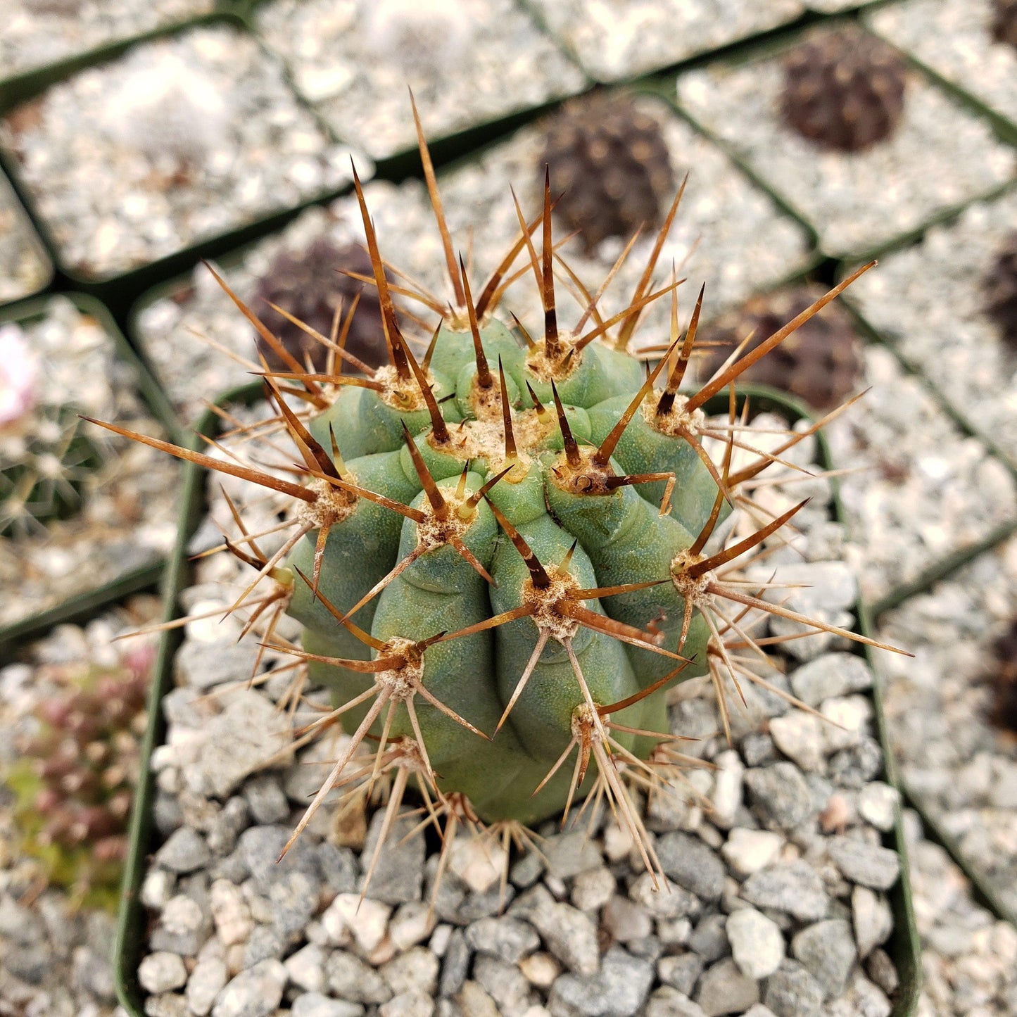 Azureocereus Browningia hertlingiana