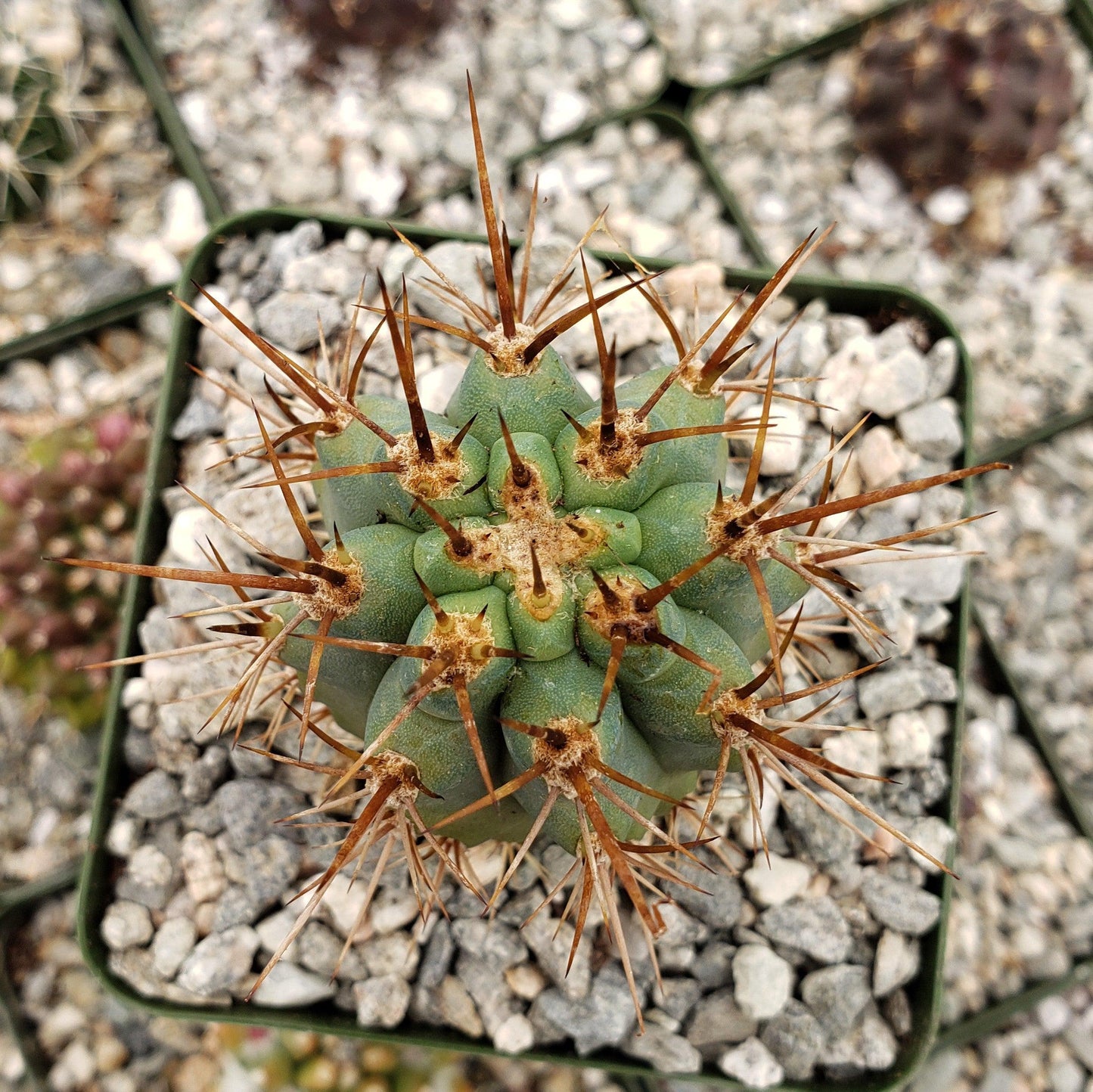 Azureocereus Browningia hertlingiana