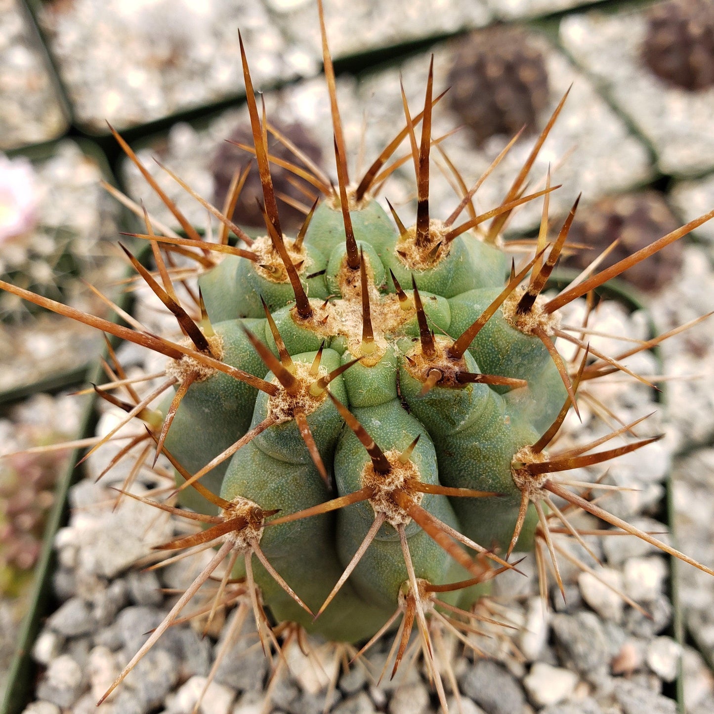 Azureocereus Browningia hertlingiana