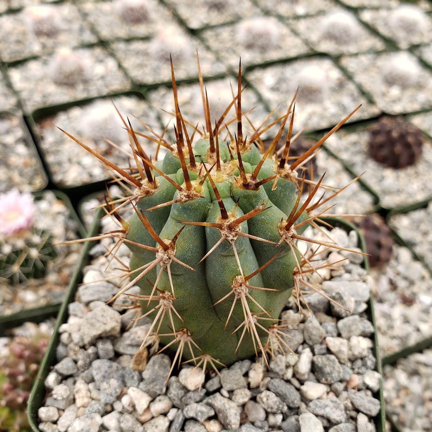 Azureocereus Browningia hertlingiana