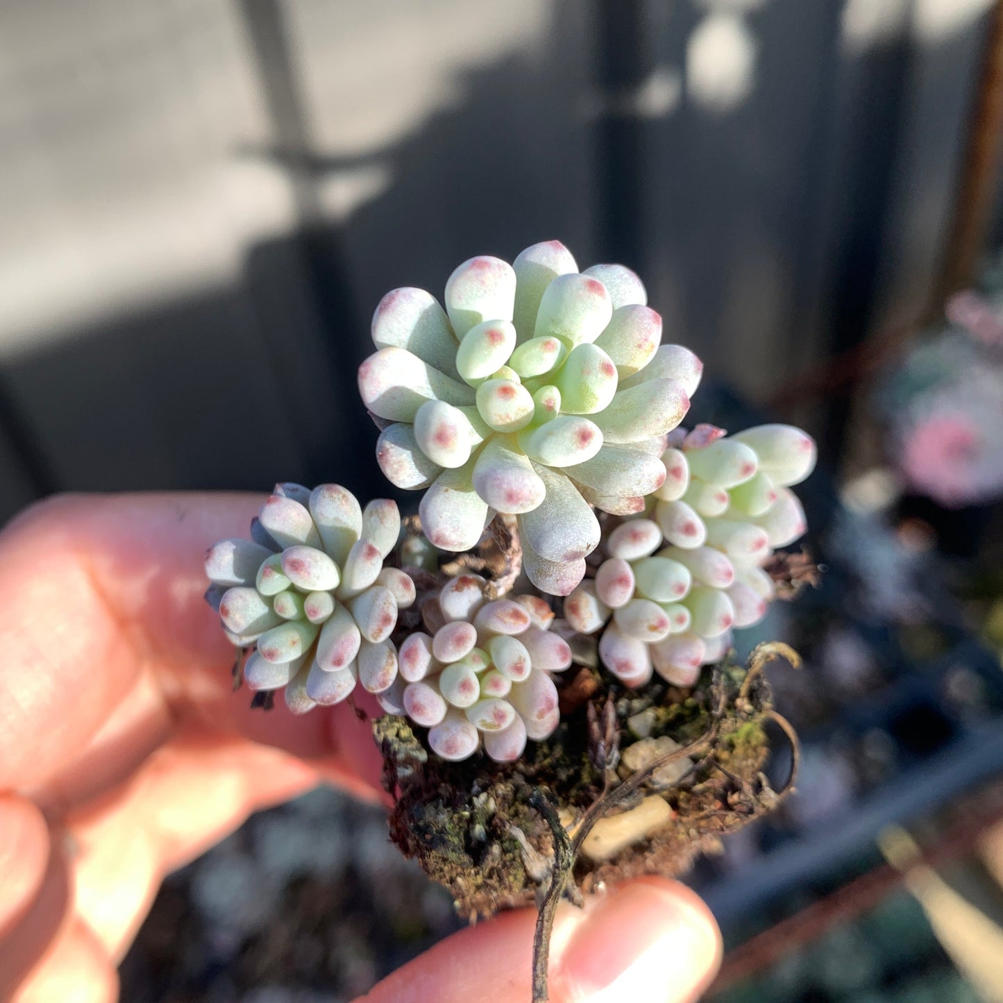 Graptopetalum pachyphyllum Bluebean 蓝豆