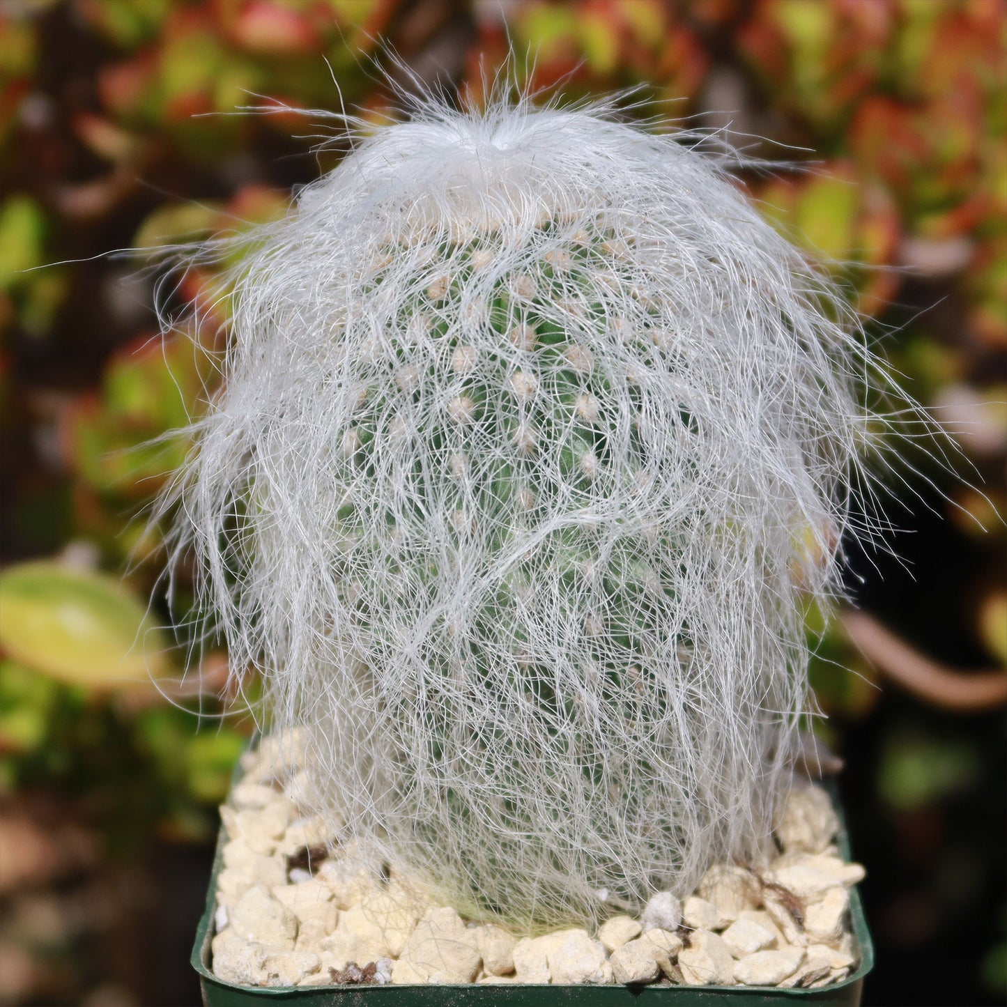 Old Man Cactus 'Cephalocereus senilis'