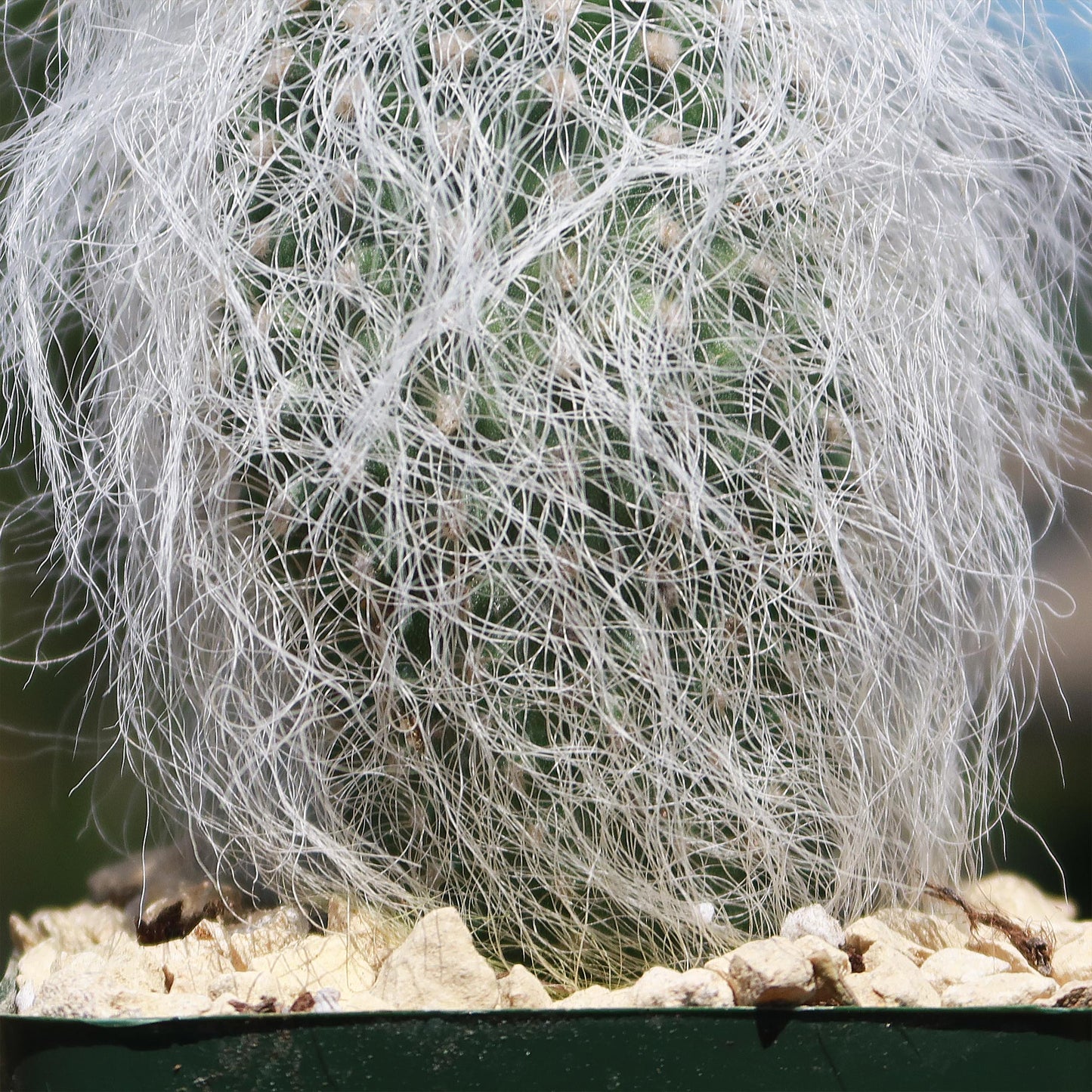 Old Man Cactus 'Cephalocereus senilis'
