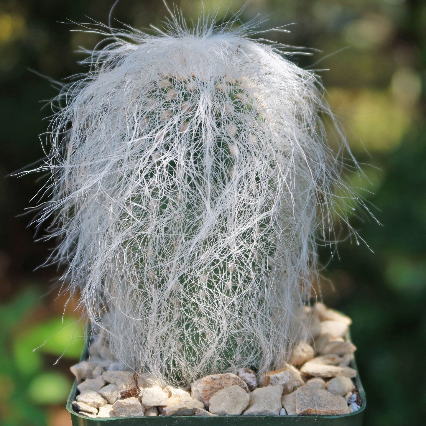 Old Man Cactus 'Cephalocereus senilis'