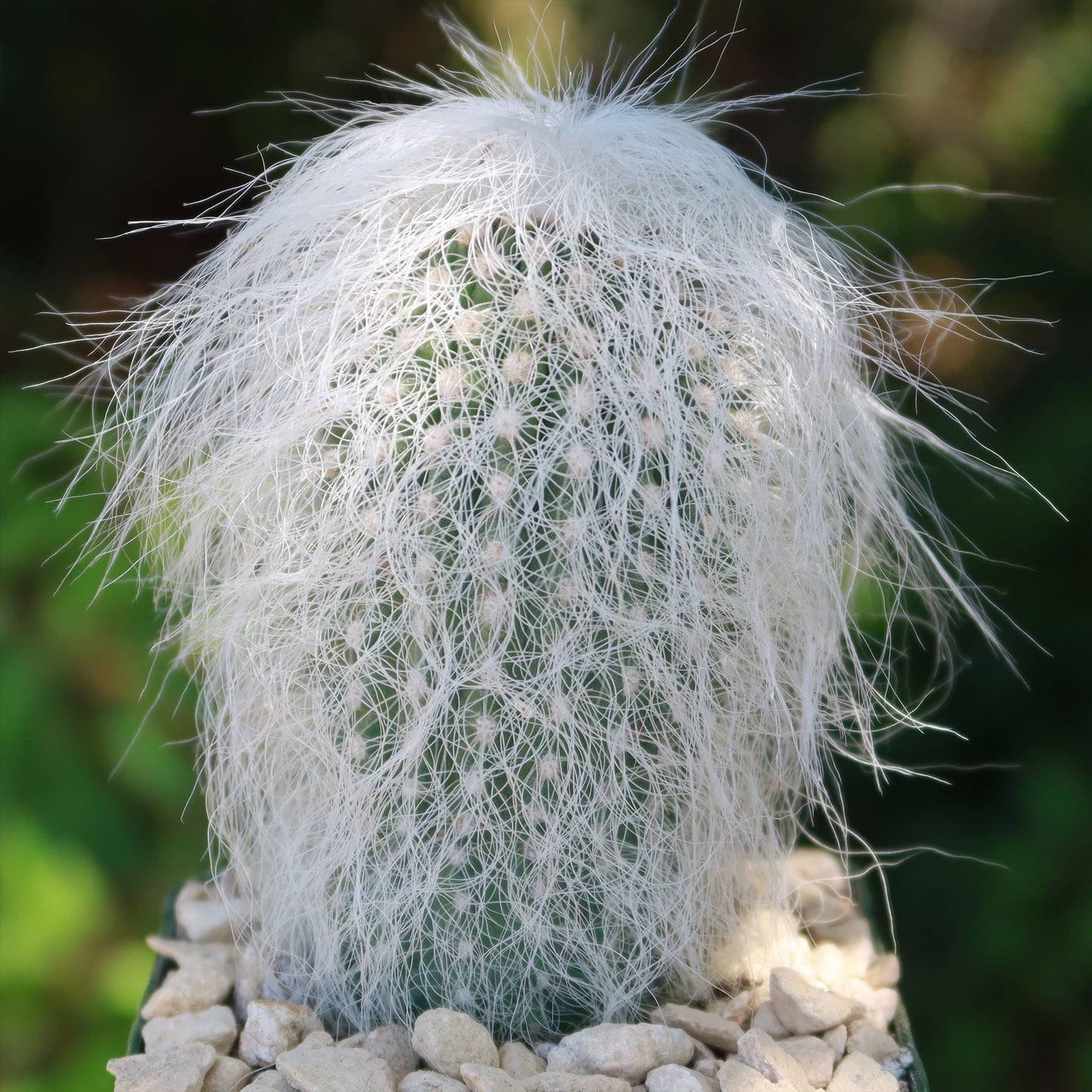 Old Man Cactus 'Cephalocereus senilis'
