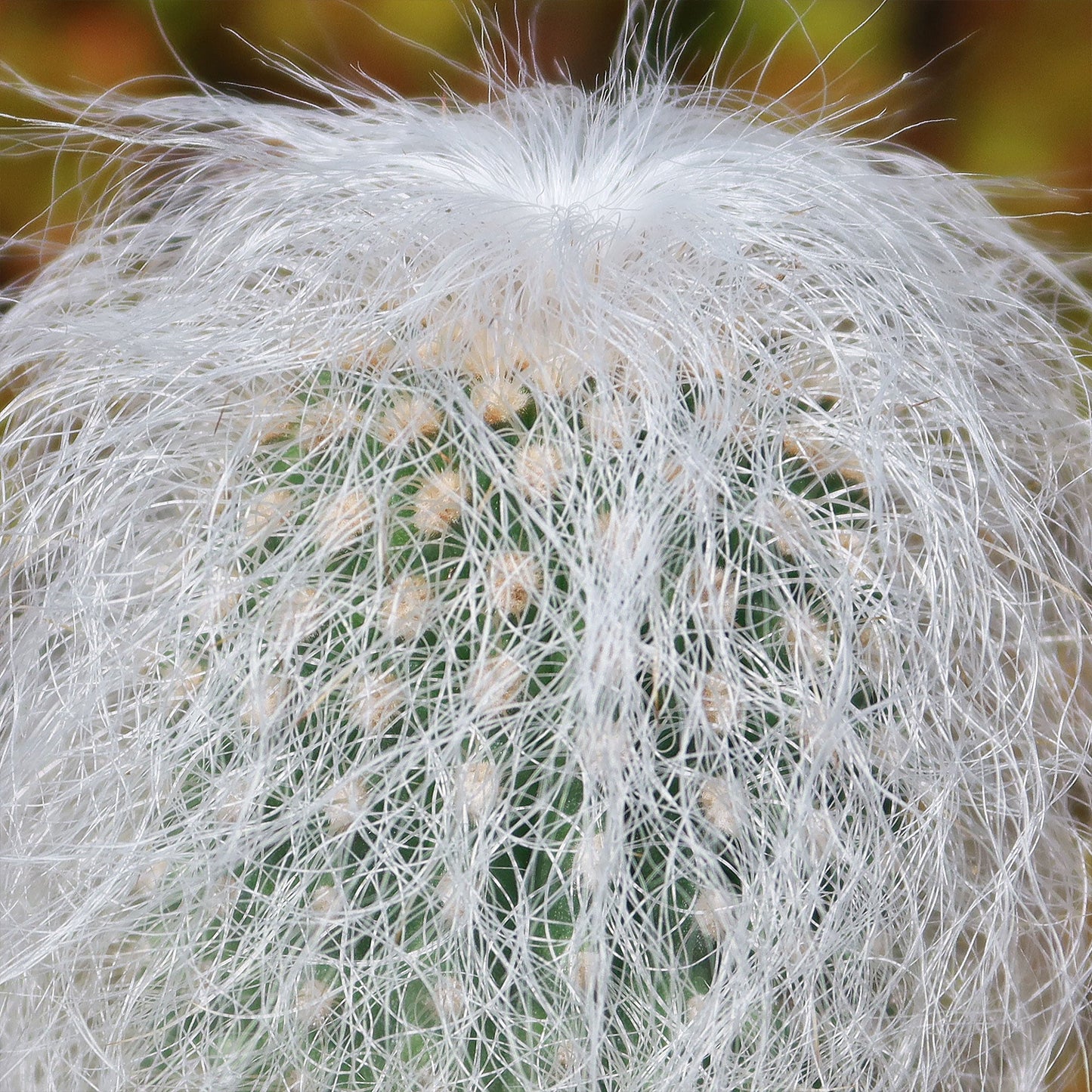 Old Man Cactus 'Cephalocereus senilis'