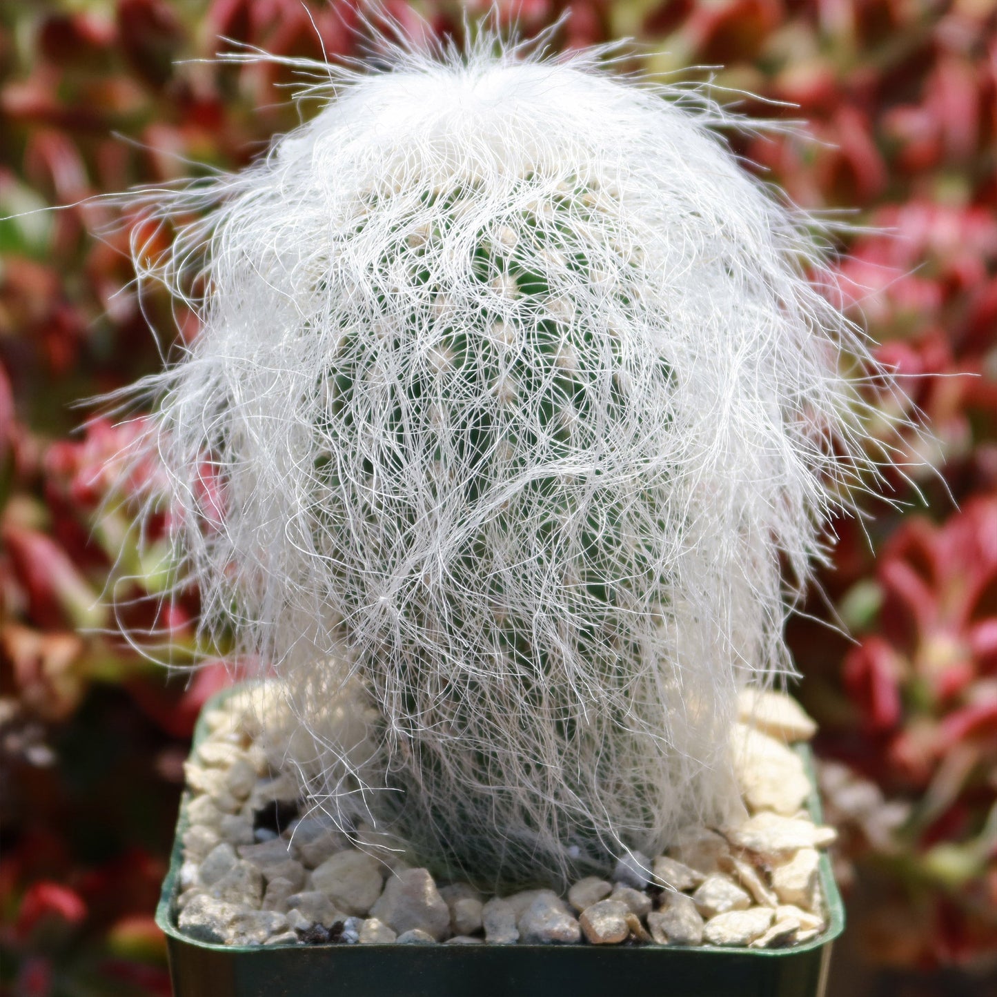 Old Man Cactus 'Cephalocereus senilis'