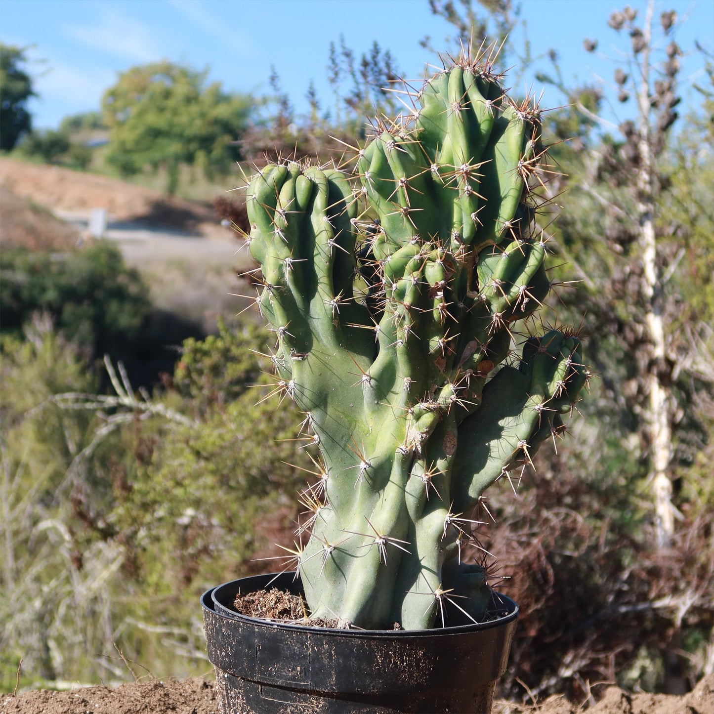 Monstrose Apple Cactus 'Cereus peruvianus monstrose'
