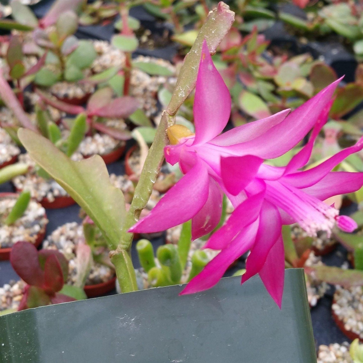 Christmas Cactus 'Schlumbergera bridgesii'