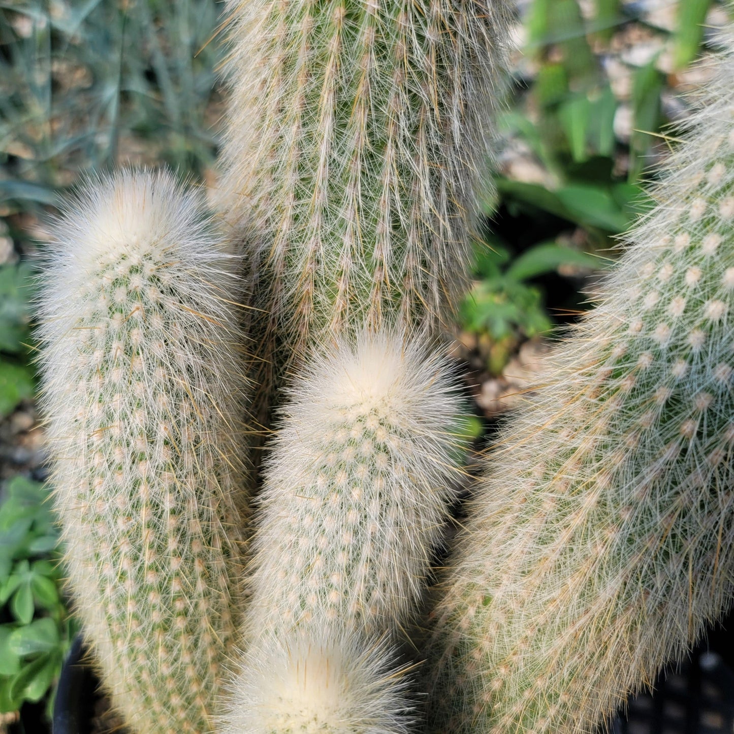 Silver Torch Cluster 'Cleistocactus strausii'