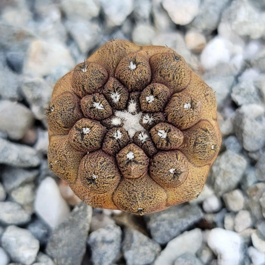 Copiapoa hypogaea 'Lizard Skin'