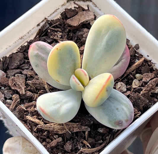 C. orbiculata cv. round leaf variegated