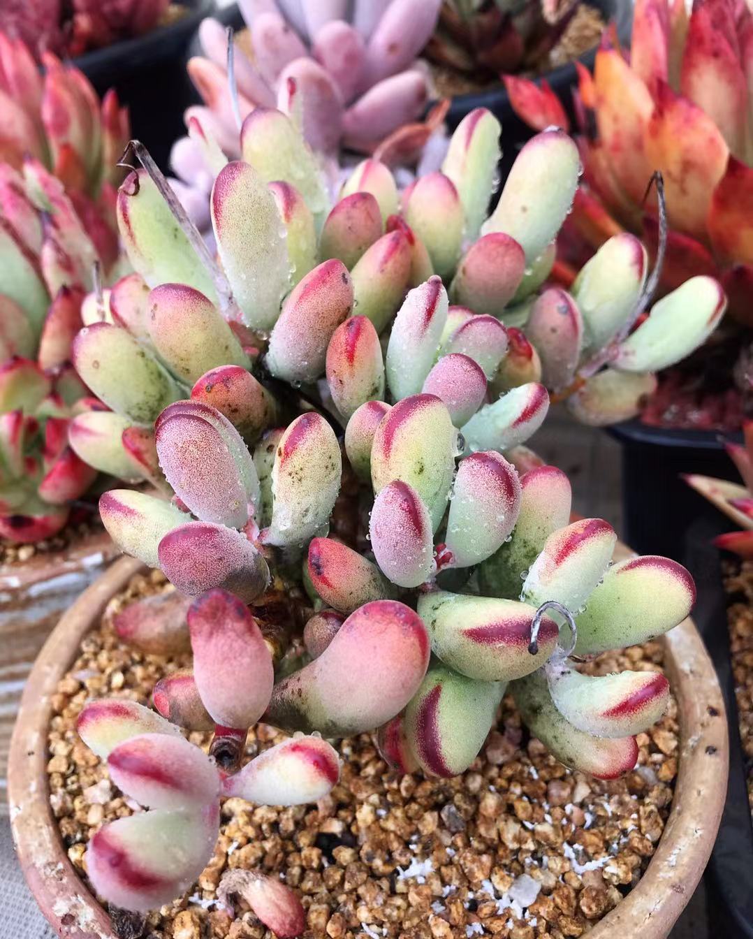 C. orbiculata 'Oophylla' - Cutting x 1
