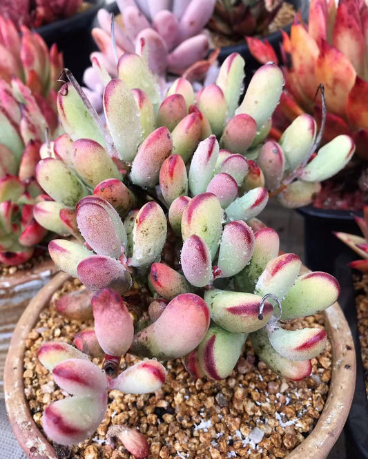C. orbiculata 'Oophylla' - Cutting x 1