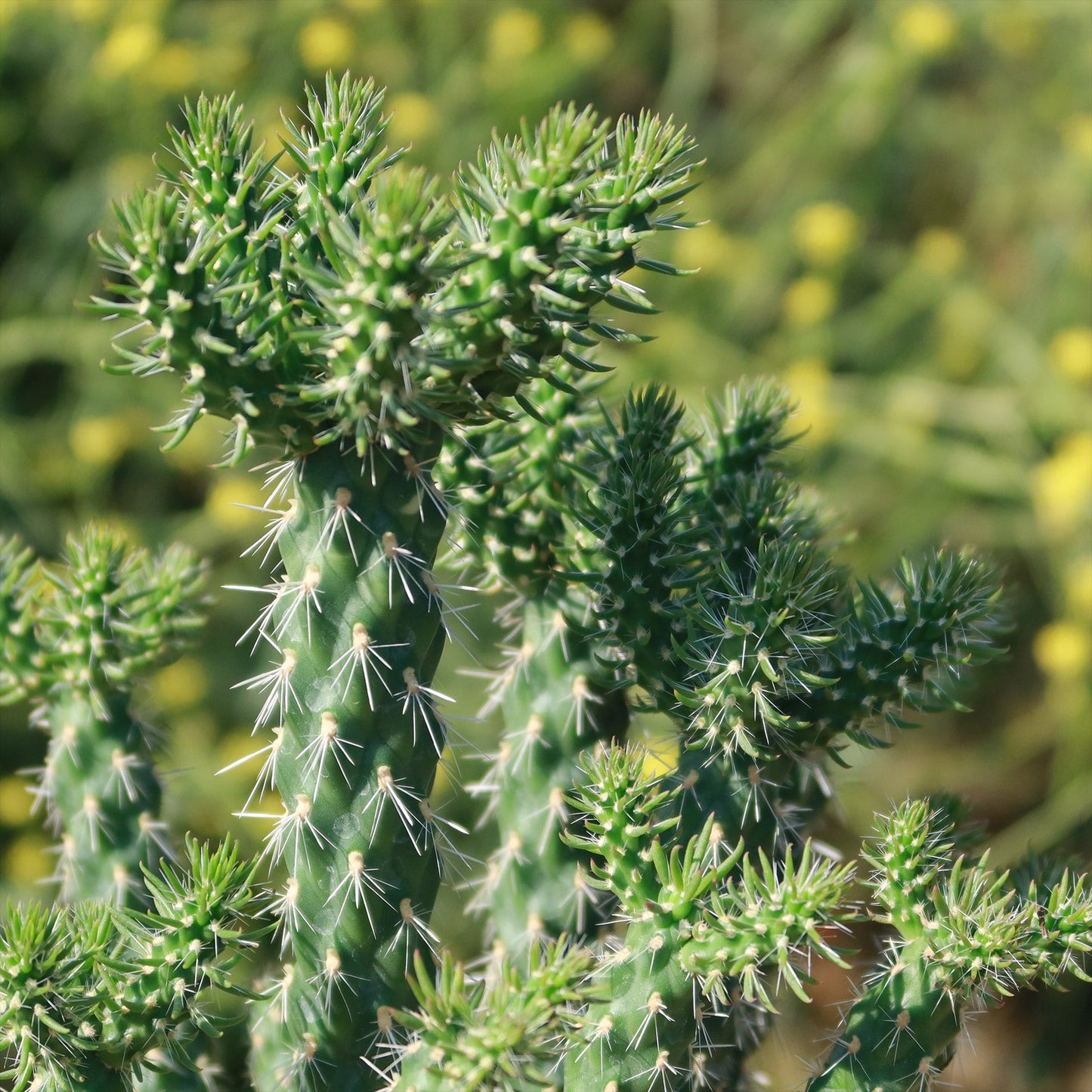 Cholla Cactus - Cylindropuntia cholla