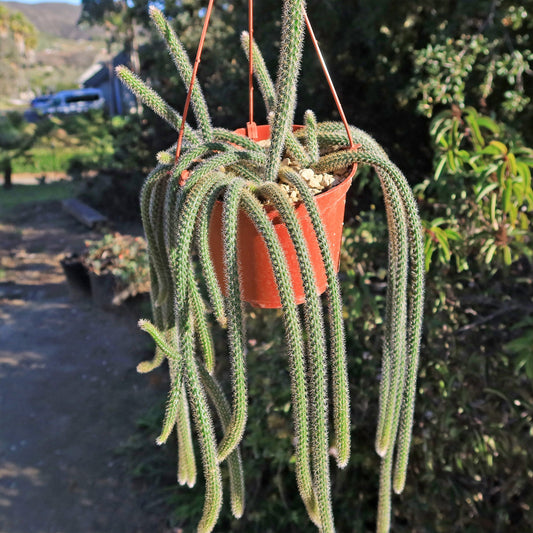Rat Tail cactus 'Aporocactus flagelliformis'