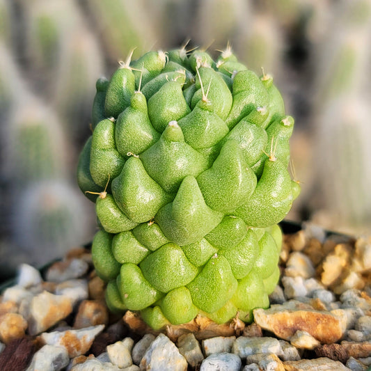 Finger Cactus - Dolichothele longimamma 'monstruosa'