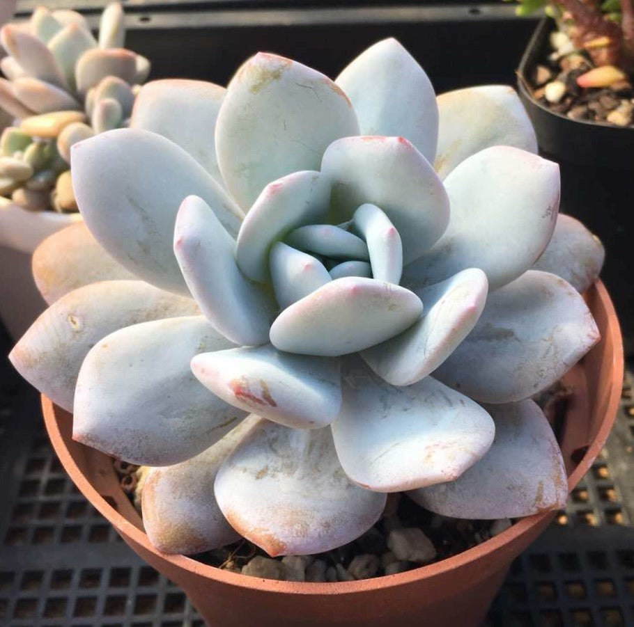 Graptoveria snow peach S