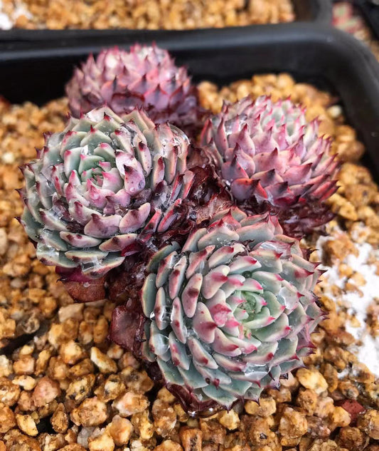Echeveria Tuxpan