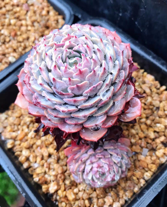 Echeveria Tuxpan