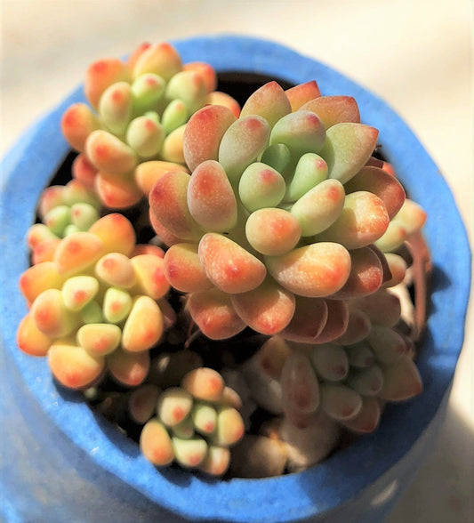 Graptopetalum Microcalyx
